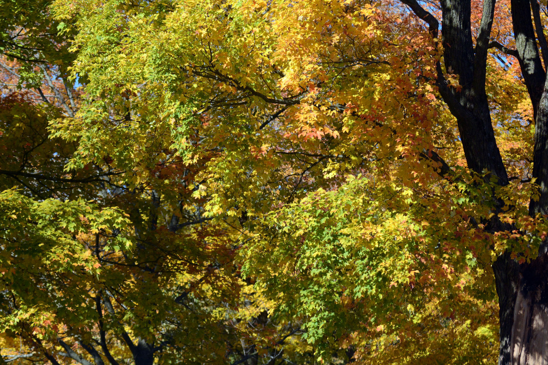 Baraboo area fall color, Oct. 8, 2020